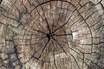 Brownish Cracked Cut Wood Texture