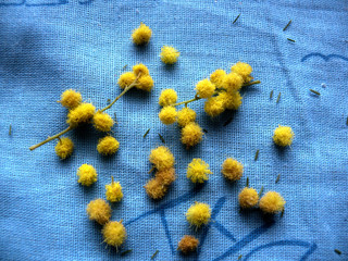 yellow flowers on blue background