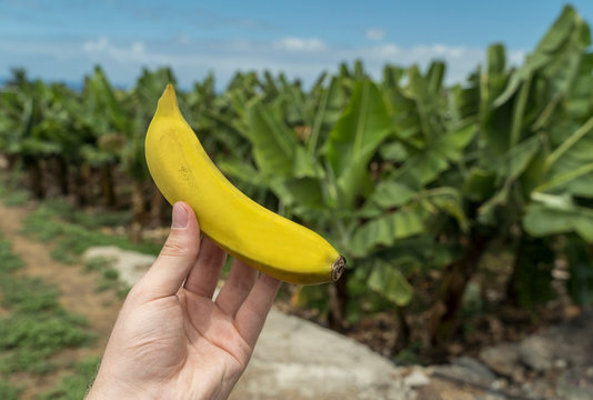 Bio Banane ungesch&auml;lt in Hand auf &Ouml;ko Bananen-Plantage im Sommer