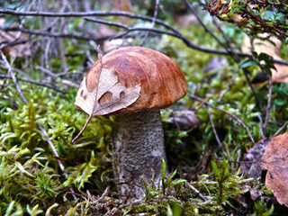 mushroom in the forest