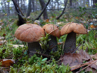 mushroom in the forest