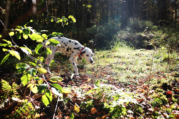 Beautiful dalmatian walk in the forest