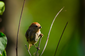 sparrow on branch