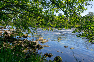 river bank of the River Spey in Scotland with a tree hanging in the water