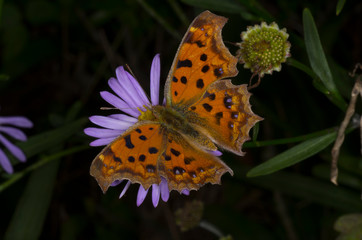 yellow butterfly on violet daisy