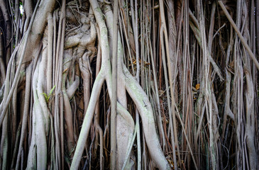 Roots of large trees,Air roots of trees, parasites,twisted tropical tree roots