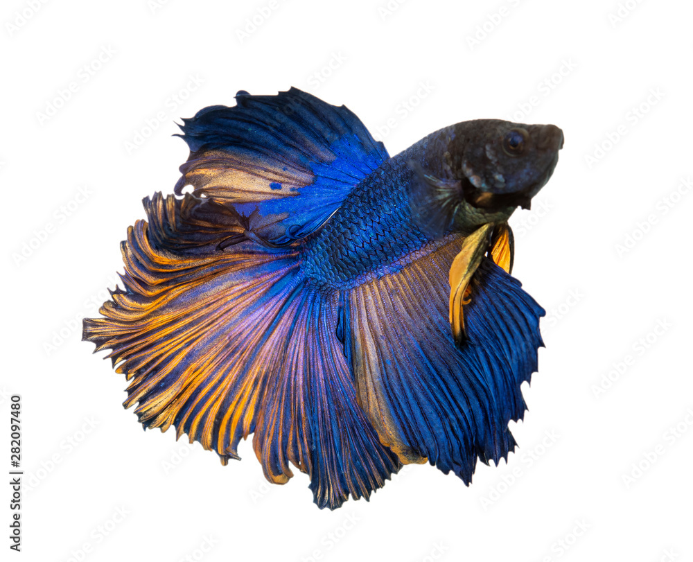 Poster blue fish on white background