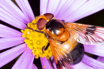 flower fly on daisy