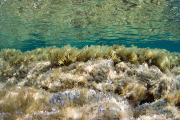 Water surface seen from seaweed rocky bottom. Underwater view. Mallorca. Balear Islands.