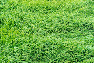 Reeds by the river.