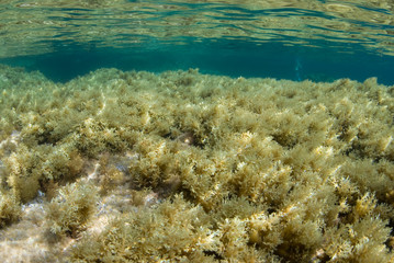 Water surface seen from seaweed rocky bottom. Underwater view. Mallorca. Balear Islands.