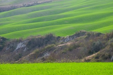 Fototapeta premium Meadow in the nature during a sunny day