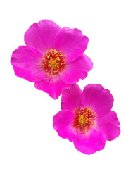 Fototapeta na wymiar duo pink flower isolated white background with clipping path