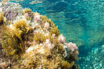 Fototapeta na wymiar Water surface seen from seaweed rocky bottom. Underwater view. Mallorca. Balear Islands.
