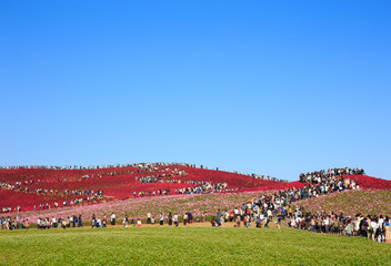 Colorful hills with a huge crowd in Kokuei Hitachi Seaside Park - Hitachinaka, Ibaraki, Japan