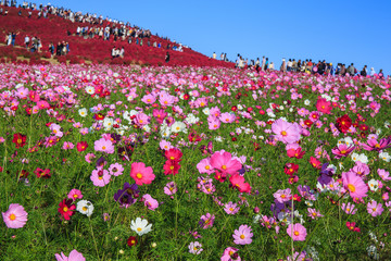 Cosmos flowers in Kokuei Hitachi Seaside Park - Hitachinaka, Ibaraki, Japan