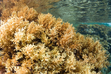 Fototapeta na wymiar Water surface seen from seaweed rocky bottom. Underwater view. Close up of Cystoseira algae. Mallorca. Balear Islands.