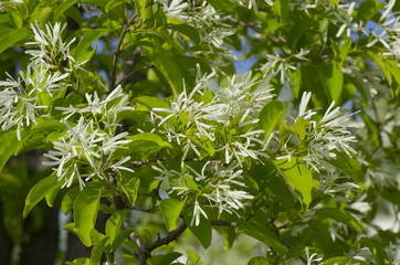 Fototapeta na wymiar blossom of white flower, Retusa fringetree