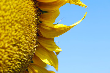 Blurred natural background. Texture of a fragment of a sunflower flower against a blue sky. Horizontal, nobody, outdoors, free space. Agriculture and design concept. © Nataliia