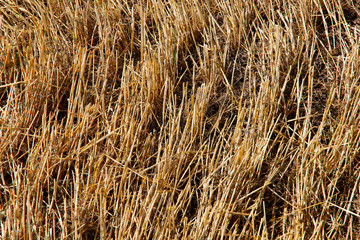 Nature background. Structure of the field of mowed wheat. Horizontal, nobody, outdoors, free space. Agriculture concept.