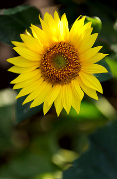 Natural background. Sunflower flower on a sunny day in the field. Vertical, nobody, outdoors, free space. Agriculture concept.