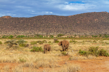 Obraz premium Two small elephants, Loxodonta Africana, Samburu National Reserve Kenya face forward covered in red mud. Vast Samburu Reserve landscape with hills, scrub and sky in distance. African safari adventure