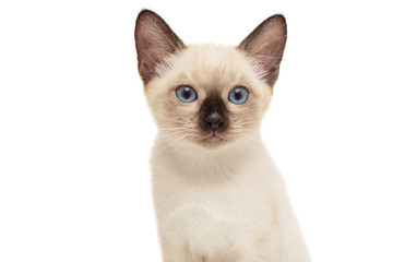 Portrait of a small Siamese kitten