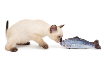 Siamese kitten playing toy fish