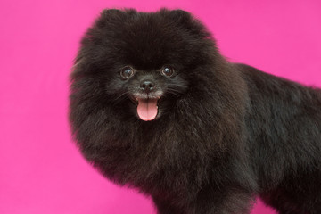 Small, black Pomeranian puppy