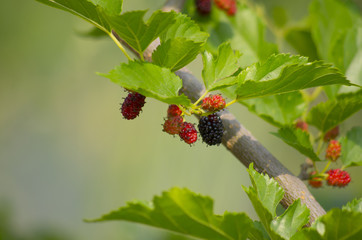 mulberry fruits on branch