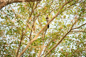 branch of a tree in spring