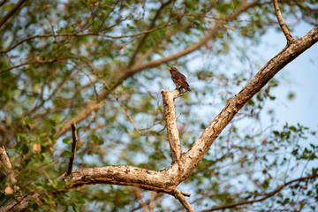 branch of tree in spring