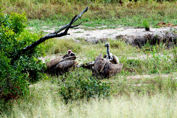 Obraz premium Waiting for group of vultures in South Africa