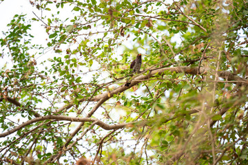 bird on branch