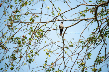 bird on branch