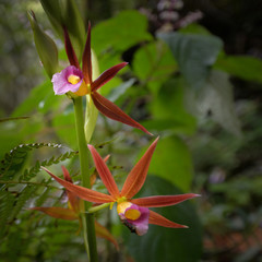 Wild red and pink orchid flower, Sri Lanka
