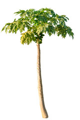 Papaya Tree isolated on white background