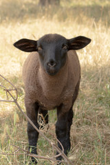 portrait of a young sheep