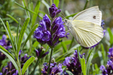 Schmetterling,Kohlweißling; Bestäubung; Blüten; Sommer; Pollen, Naturschutz