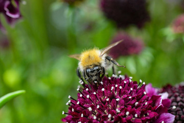 Hummeln; Bienen; Bestäubung; Blüten; Sommer; Pollen, Naturschutz