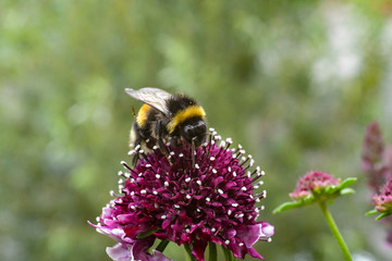 Hummeln; Bienen; Bestäubung; Blüten; Sommer; Pollen, Naturschutz
