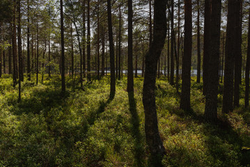 Swedish forest