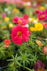 Obraz premium garden centre with plants and flowers for the garden
