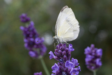 Schmetterling,Kohlweißling; Bestäubung; Blüten; Sommer; Pollen, Naturschutz