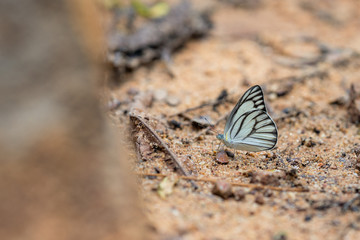 Fototapeta na wymiar Beautiful butterflies. Come eat minerals. Beautiful pattern on butterfly wings.