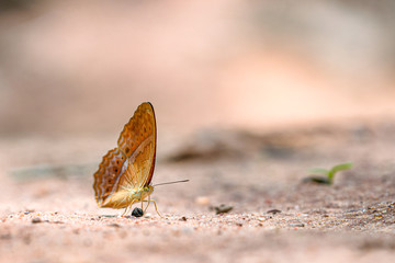 Side view of brown butterfly with white dot on the wings perched on the stone