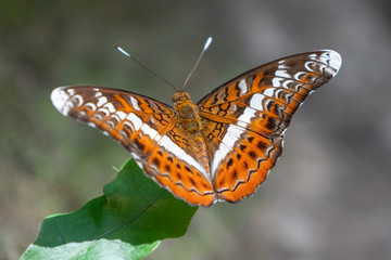Beautiful butterflies. Come eat minerals