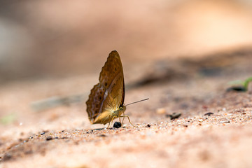 Side view of brown butterfly with white dot on the wings perched on the stone, butterfly in the garden in the morning.