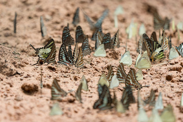 Beautiful butterflies. Come eat minerals