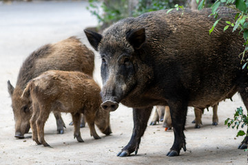 Ausgewachsene Bache wacht über ihre Frischlinge in ihrer Rotte und Wildschweinfamilie in einem Wildgehege in einem Wildpark aufmerksam
